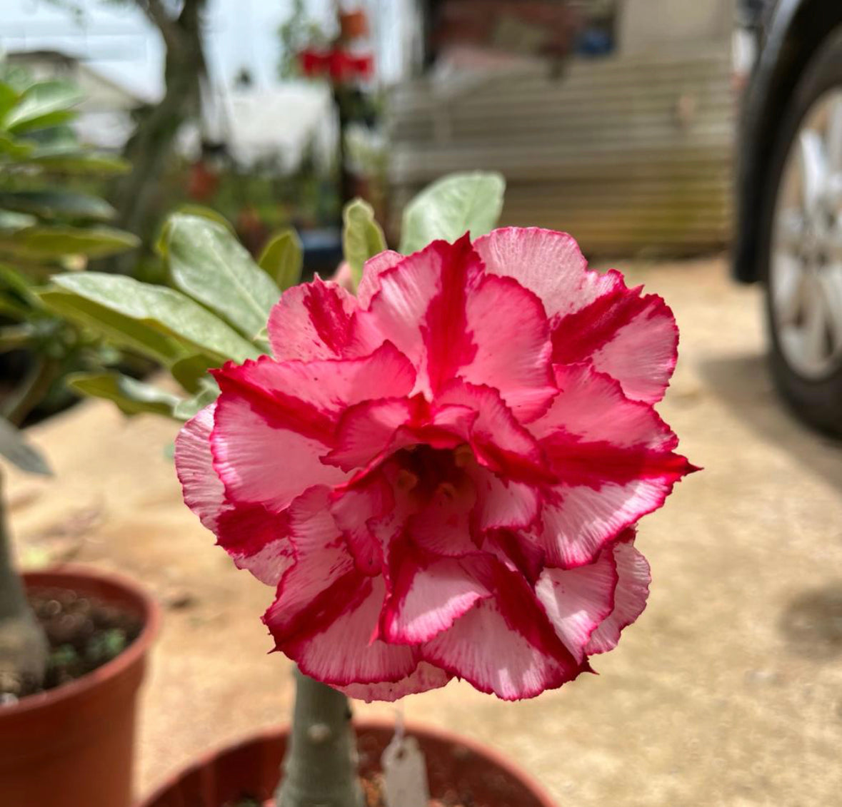 Assorted Colour Adenium Obesum, Multi (0.3m), 5L Mixed Soil, 250g Chicken Fertiliser Bundle