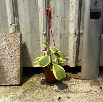 Hoya Kerrii Variegated (0.25m)