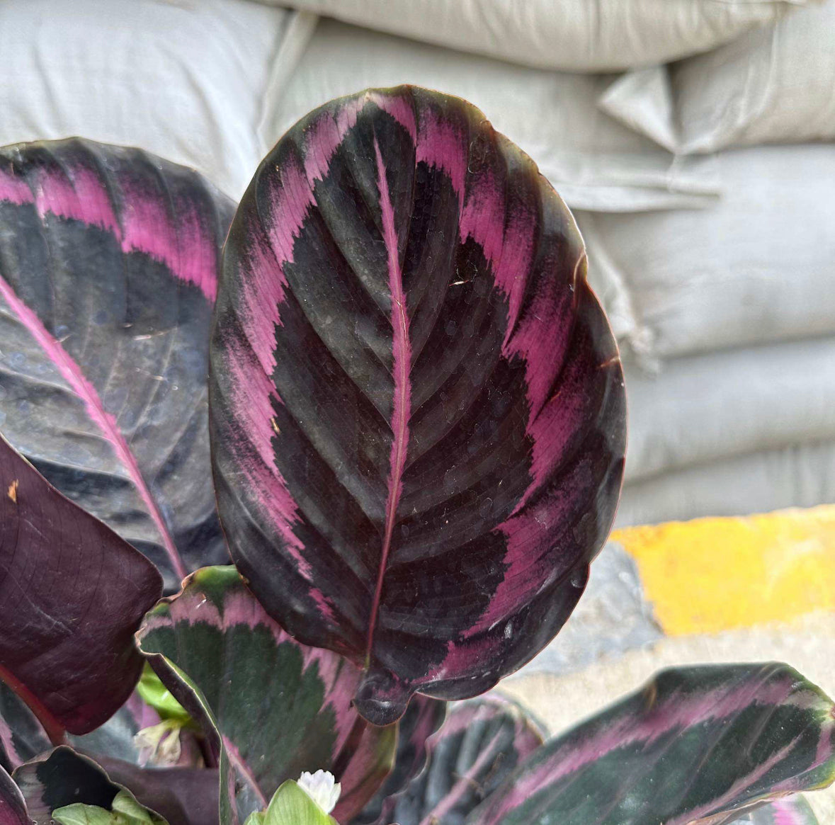 Calathea Roseopicta 'Dottie' (0.4m)