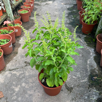 Ocimum Tenuiflorum, Holy Basil, Sacred Basil, Tulsi (0.30m)