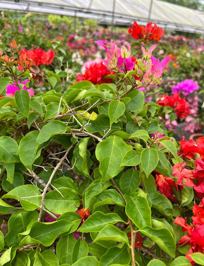 Multi-Grafted Bougainvillea (0.80m)