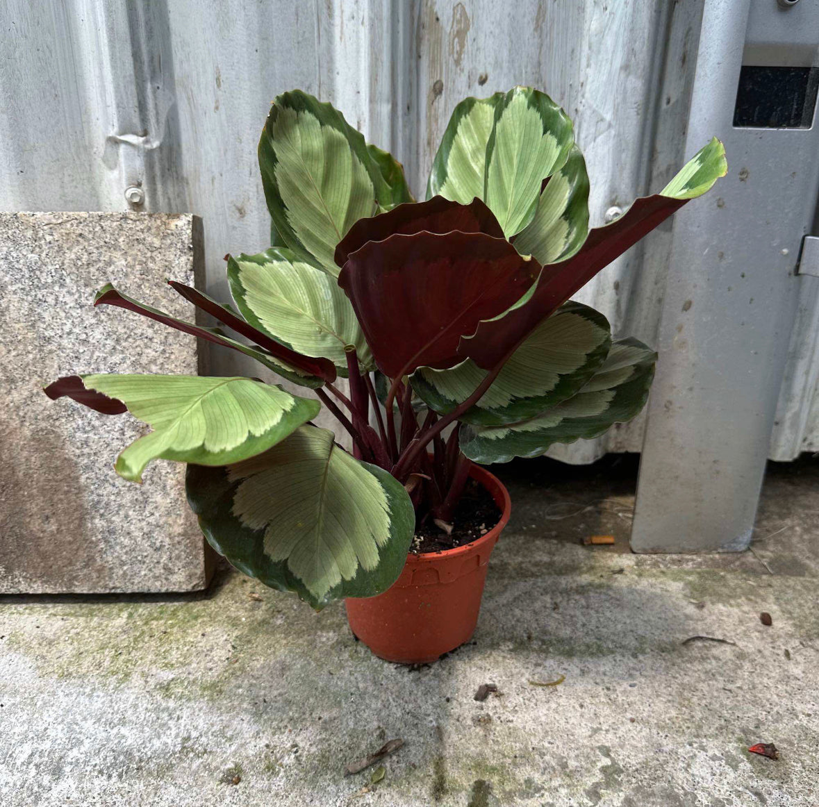 Calathea Roseopicta 'Corona' (0.3m)