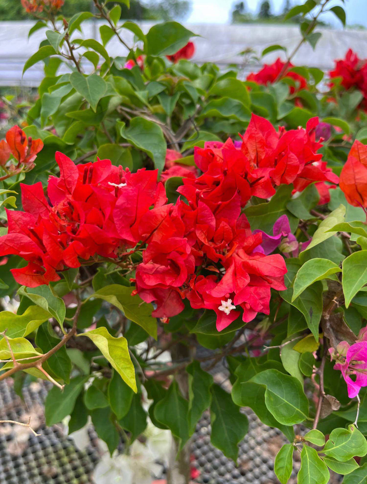 Multi-Grafted Bougainvillea (0.80m)