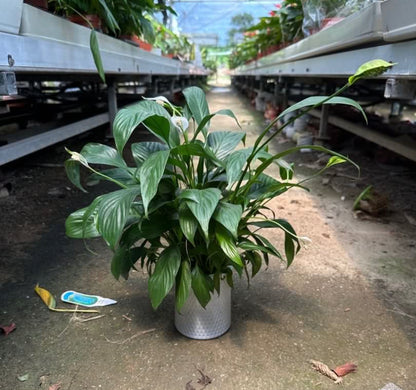 Spathiphyllum Wallisii 'Dwarf', White Peace Lily (0.3m)