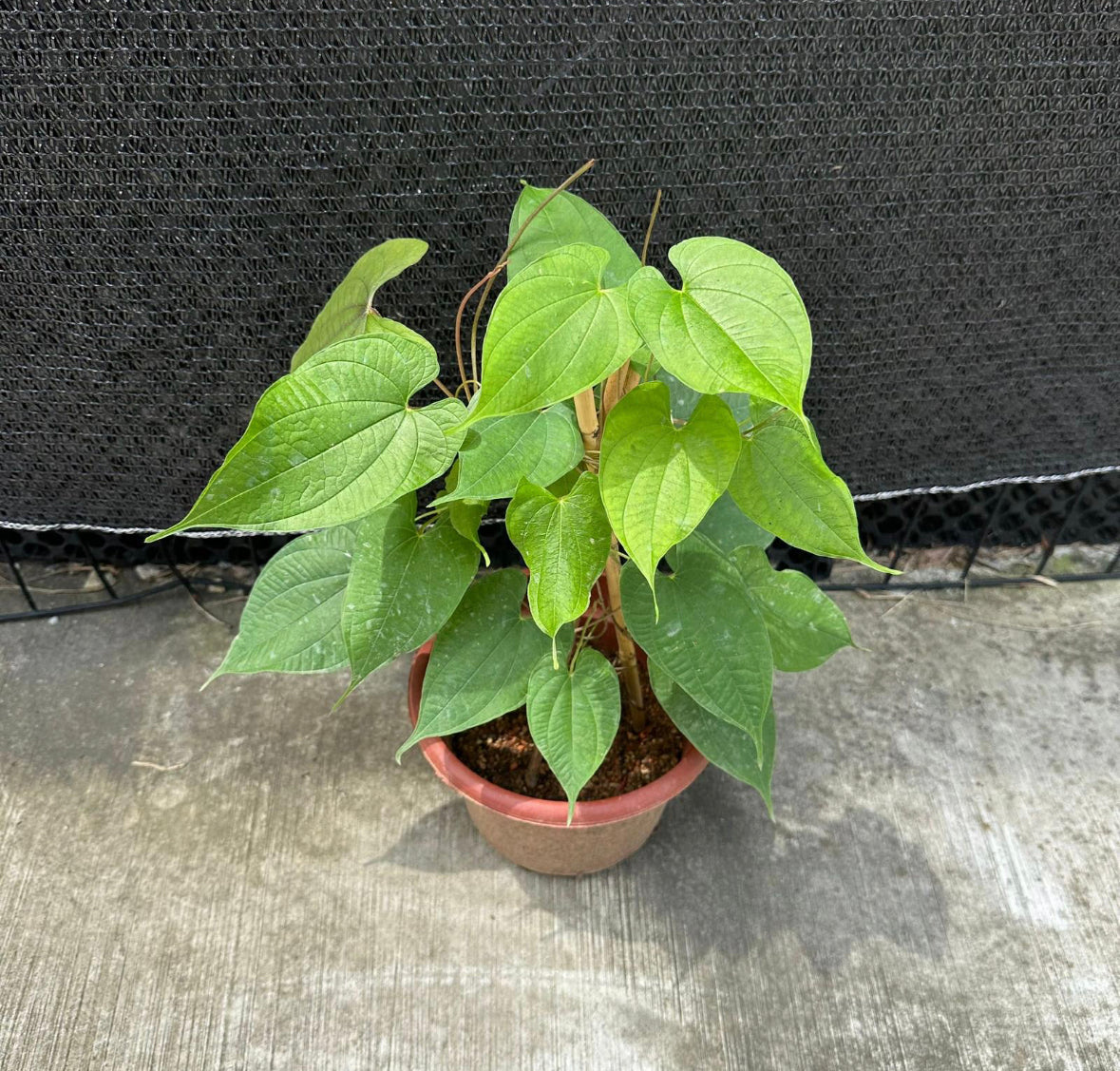 Dioscorea Bulbifera, Air Potato, Bitter Yam (0.6m)