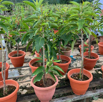 Magnolia Champaca (L.) Figlar, Orange Champaka (0.8m)