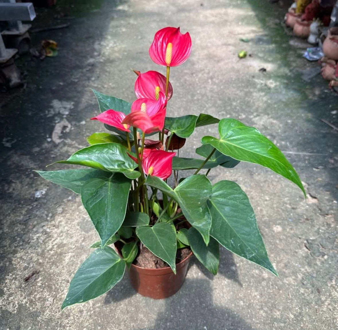 Anthurium Red (0.3m)