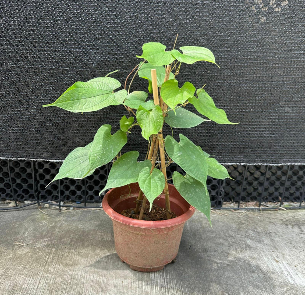 Dioscorea Bulbifera, Air Potato, Bitter Yam (0.6m)