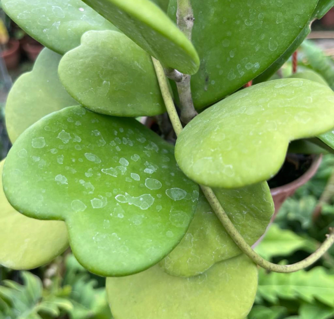 Hoya Kerrii, Sweetheart Hoya (0.4m)