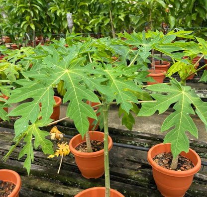 Carica Papaya, Papaya (1m)