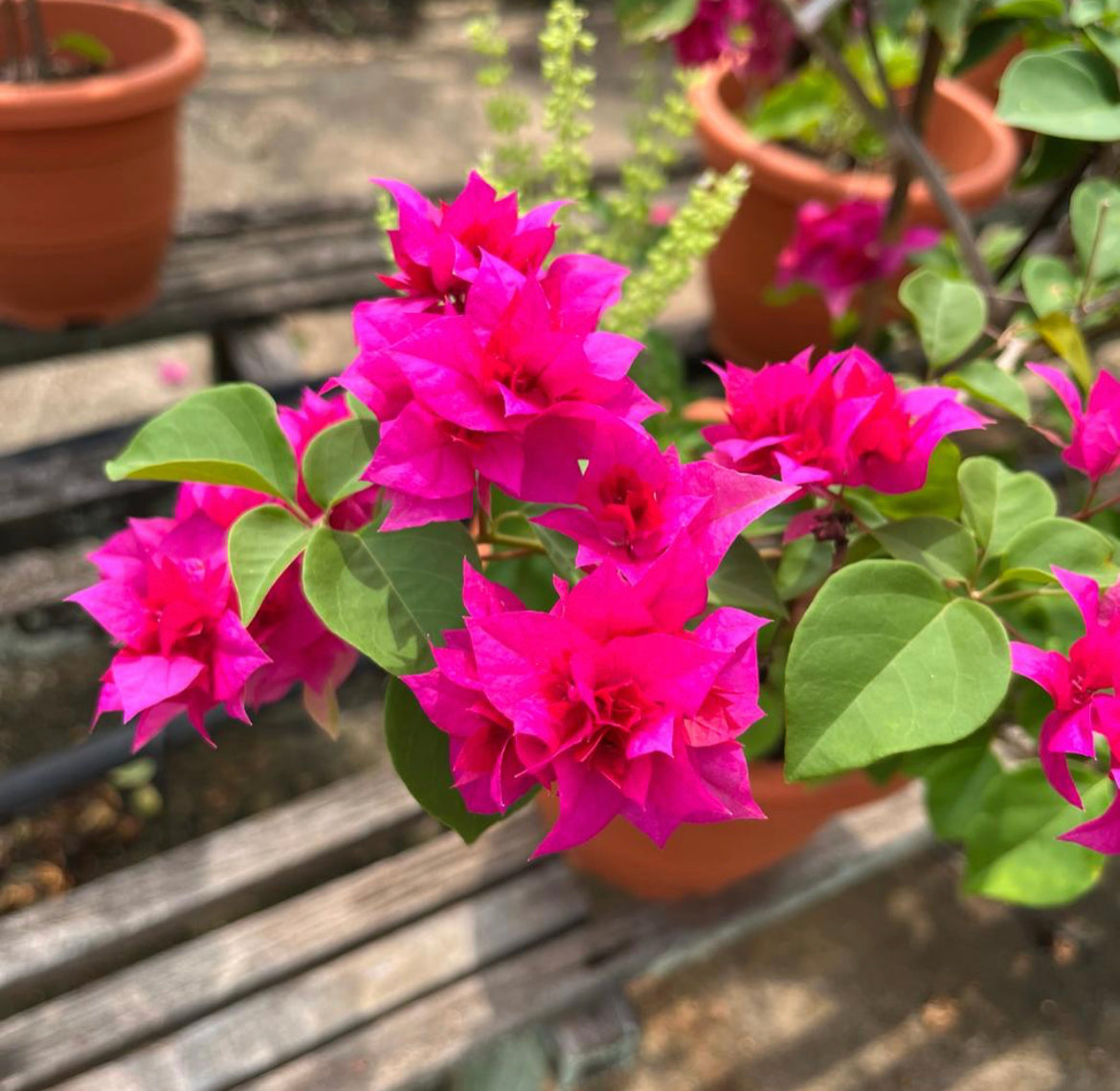 Bougainvillea × Buttiana 'Mahara' (0.6m)