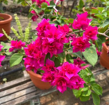 Bougainvillea × Buttiana 'Mahara' (0.6m)