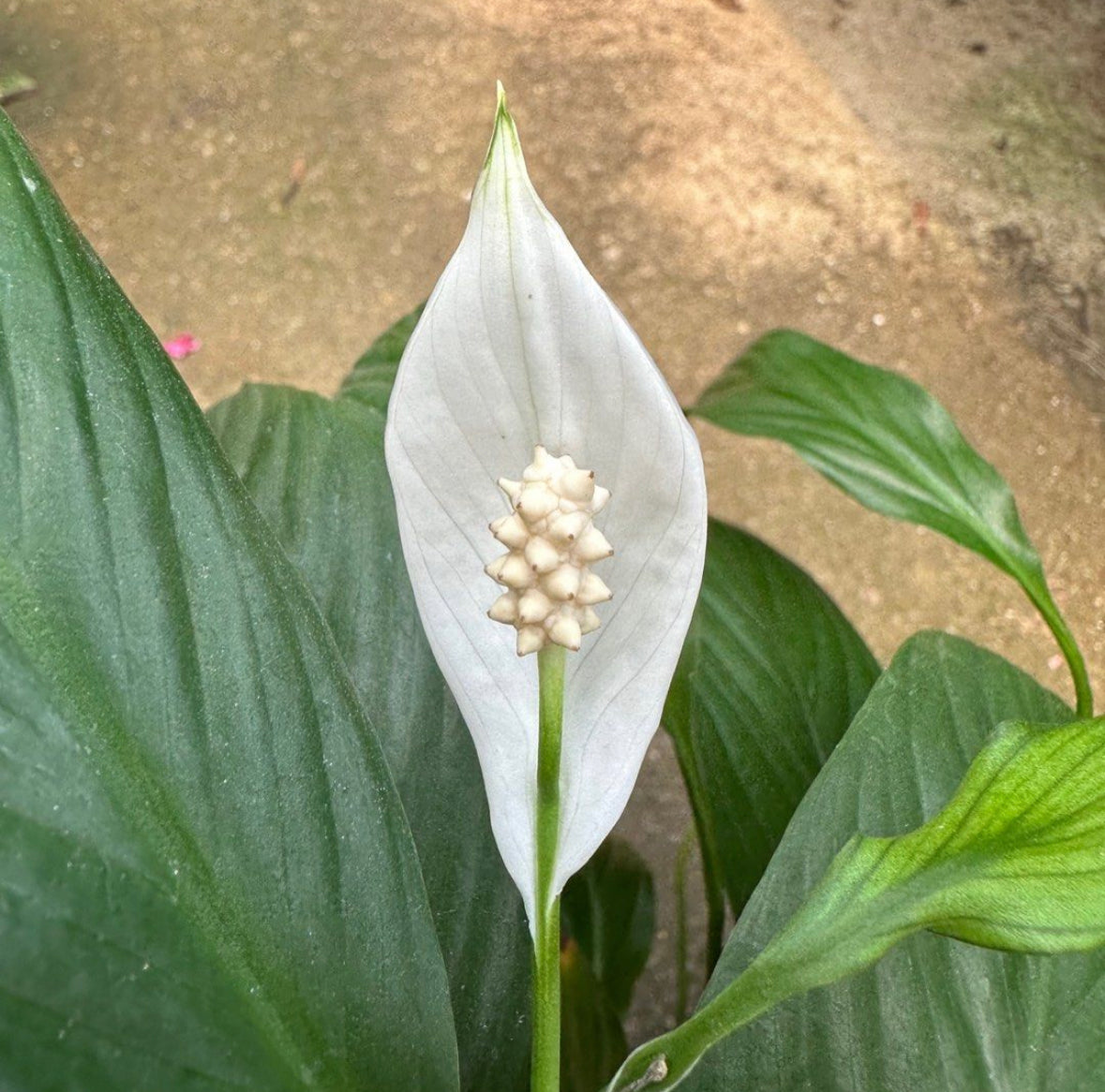 Spathiphyllum Wallisii 'Dwarf', White Peace Lily (0.3m)