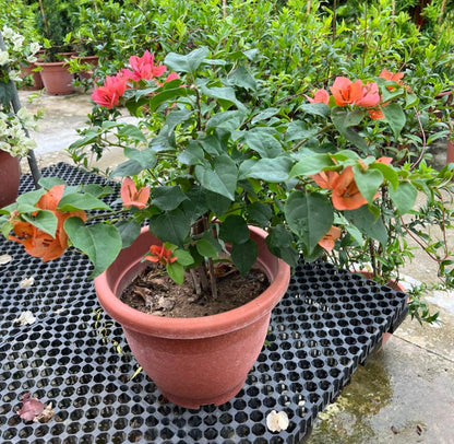 Bougainvillea × Buttiana 'Mrs McClean' (0.55m)