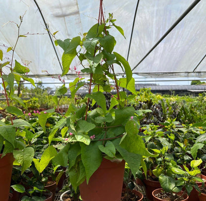 Coral Vine (0.4m) (Hanging)