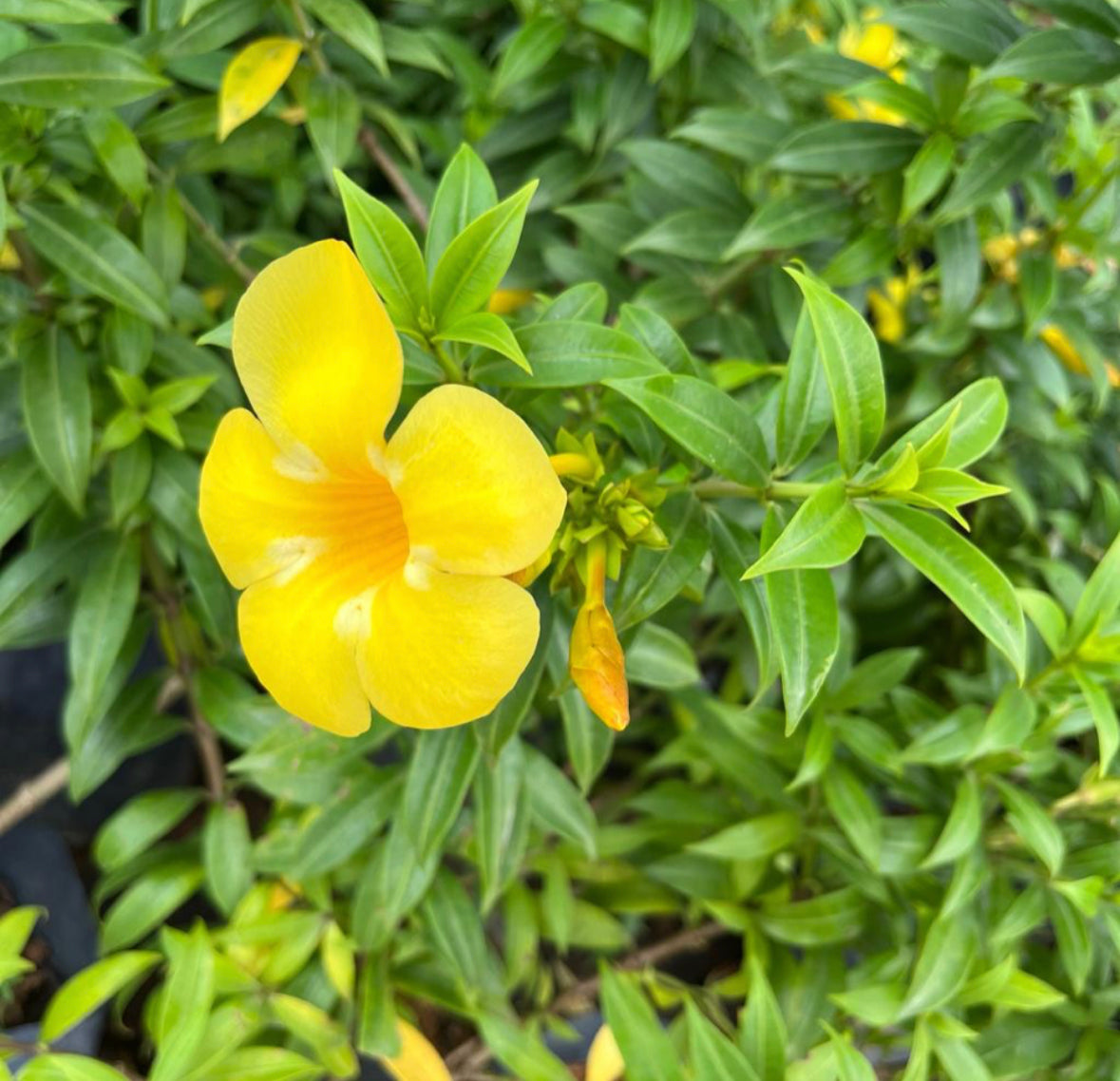 Bundle Of 5 - Allamada Trumpet Vine, Golden Trumpet Vine (0.45m)