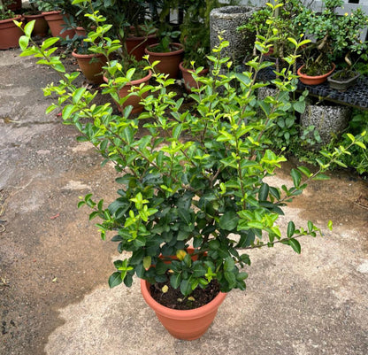 Malpighiaceae, Acerola, Barbados Cherry (0.6m)