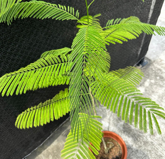 Senegalia Pennata, Climbing Wattle (1.2m)