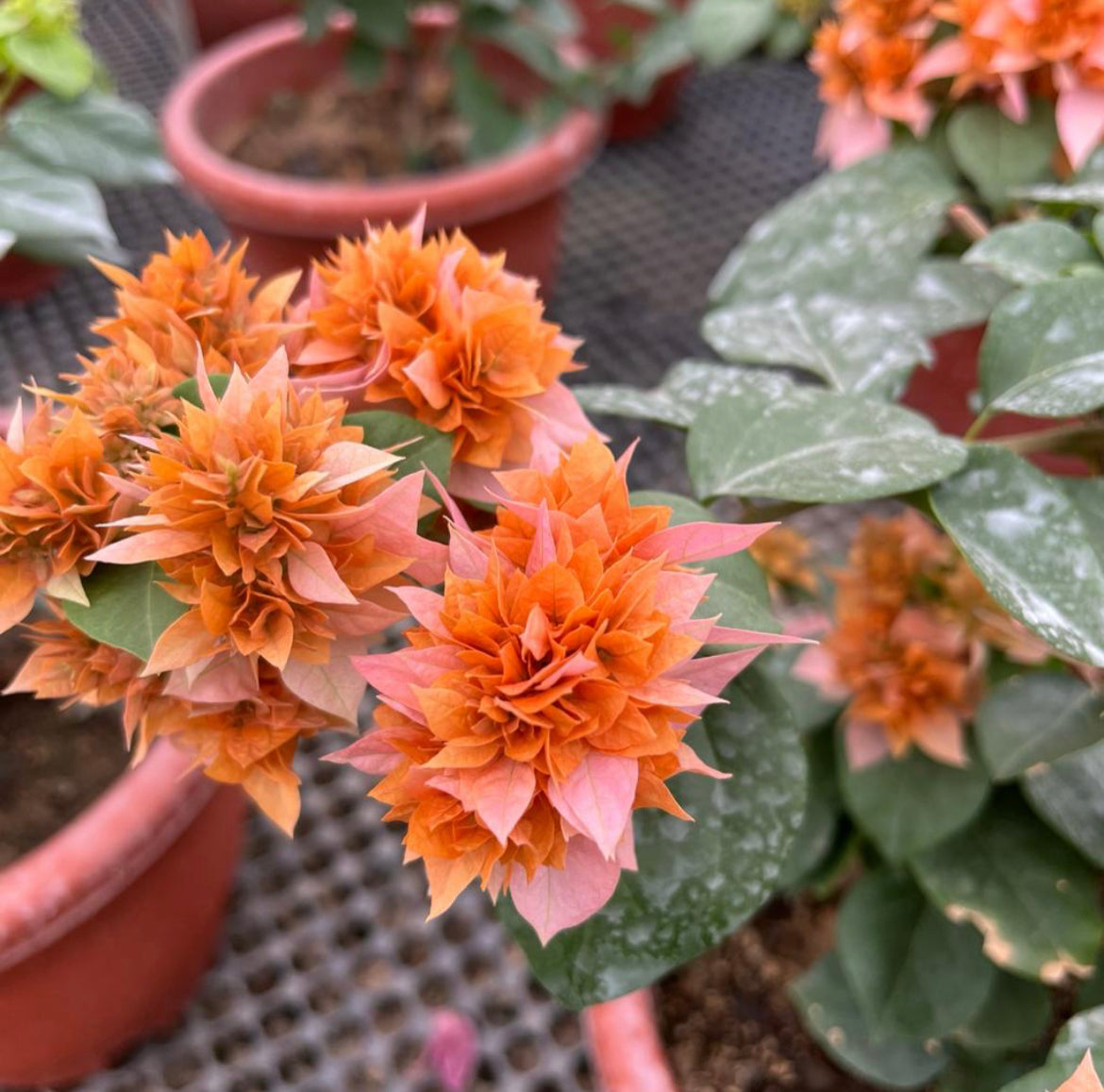 Bougainvillea ‘Golden Dubloon’ (0.55m)