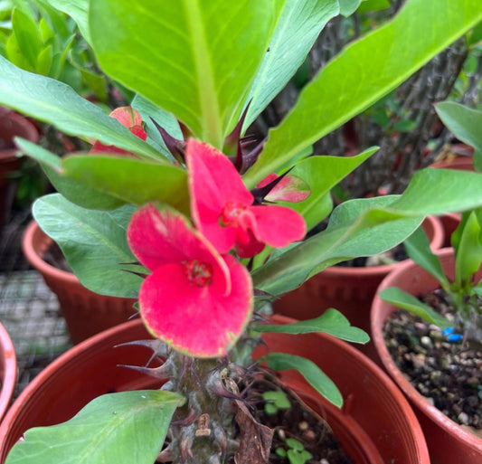 Euphorbia Milii, Red Crown Of Thorns  (0.3m)