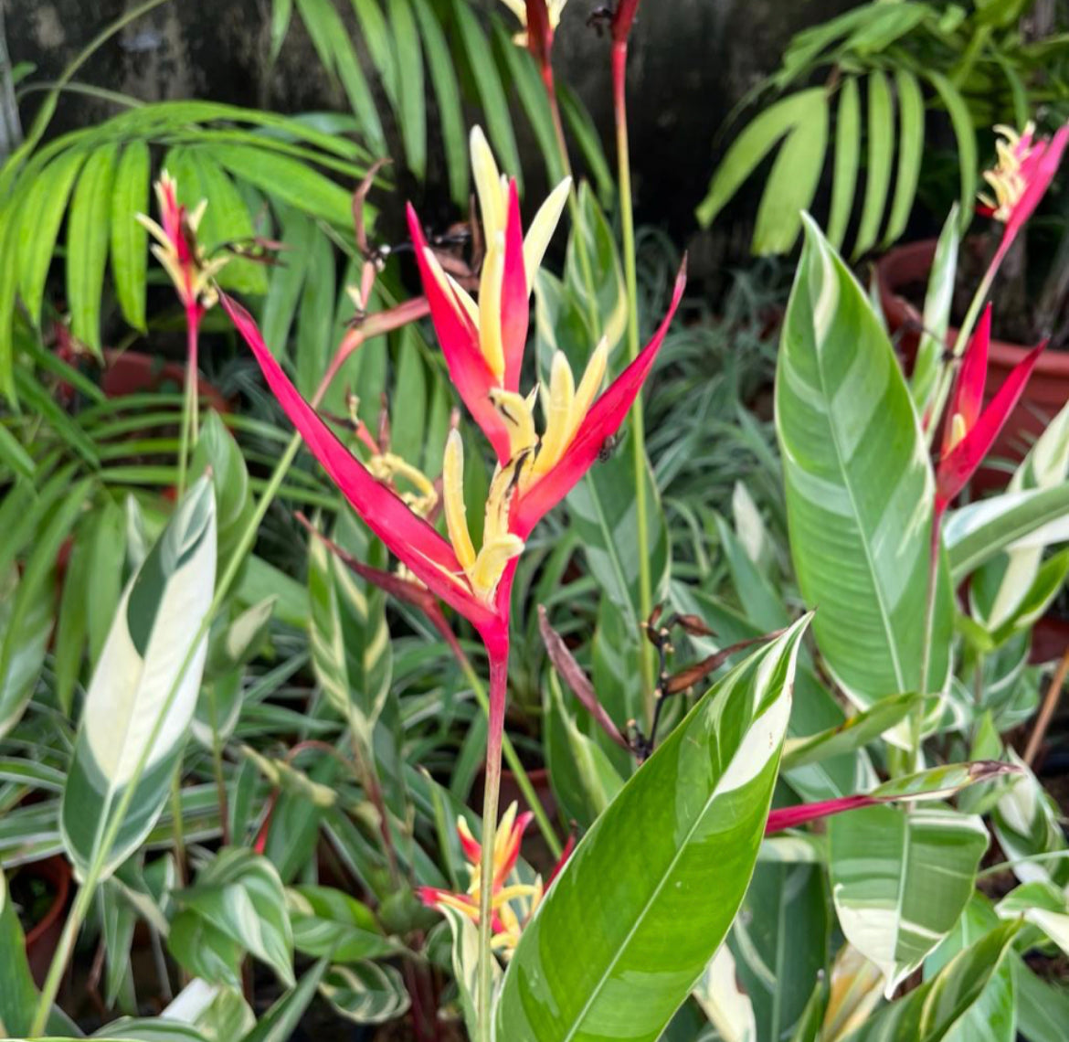 Heliconia Psittacorum 'Lady Di' (Variegated) (0.8m)