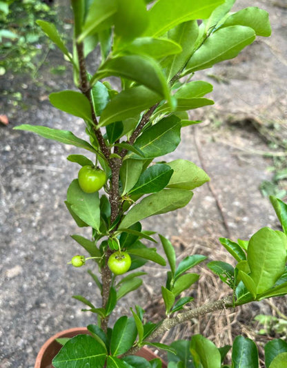 Malpighiaceae, Acerola, Barbados Cherry (0.6m)