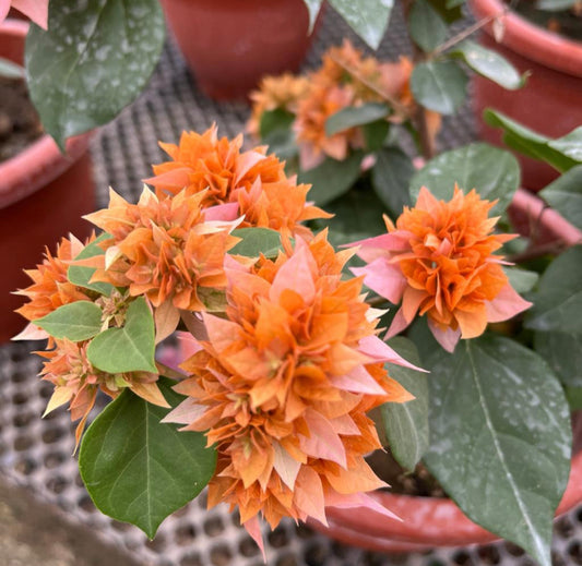 Bougainvillea ‘Golden Dubloon’ (0.55m)