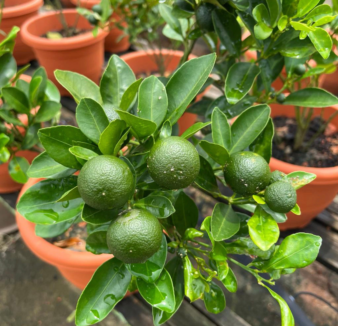 Citrus Aurantiifolia, Lime (0.6m)