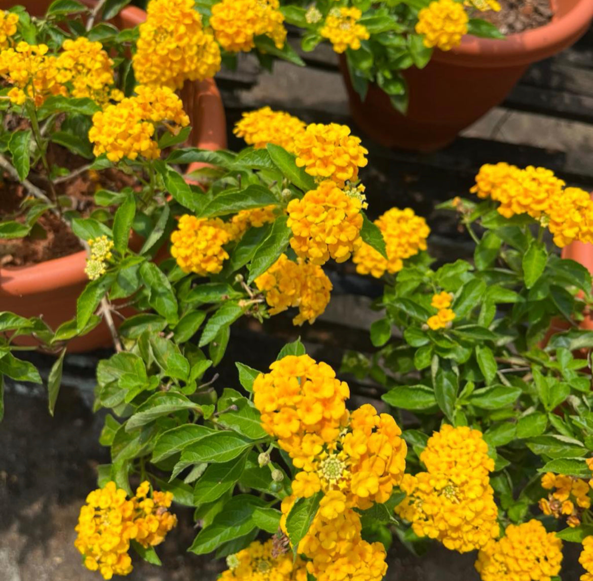 Lantana Camara, Lantana Yellow (0.5m)