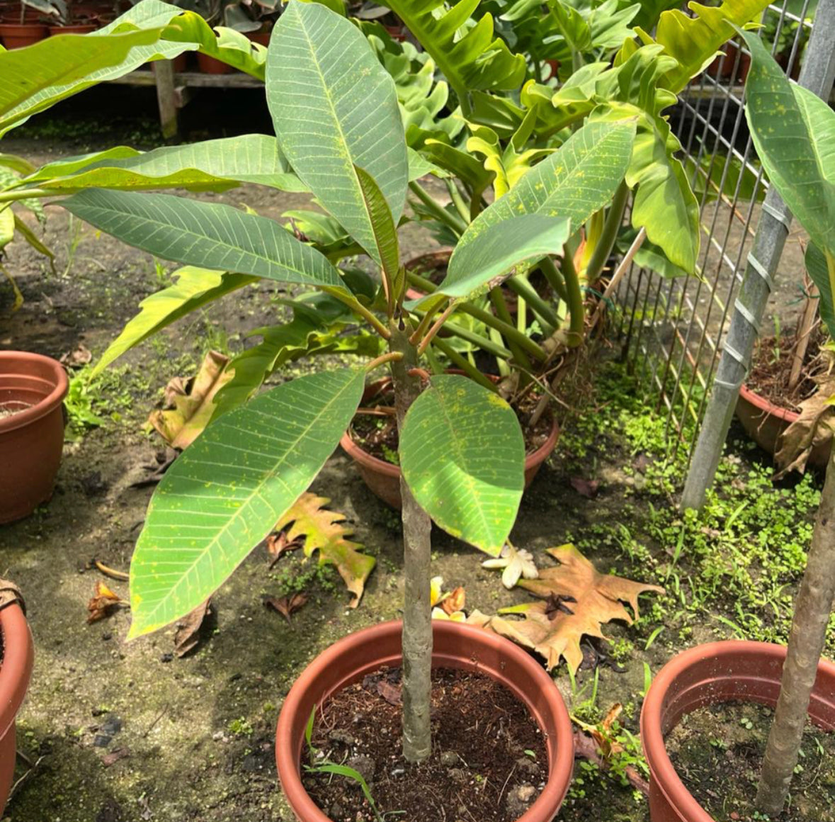 Assorted Plumeria Rubra, Frangipani (0.8m)