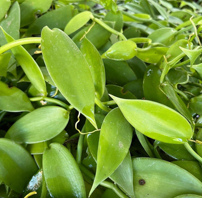 Vanilla Planifolia Andrews (1m)