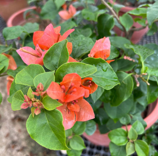 Bougainvillea × Buttiana 'Mrs McClean' (0.55m)