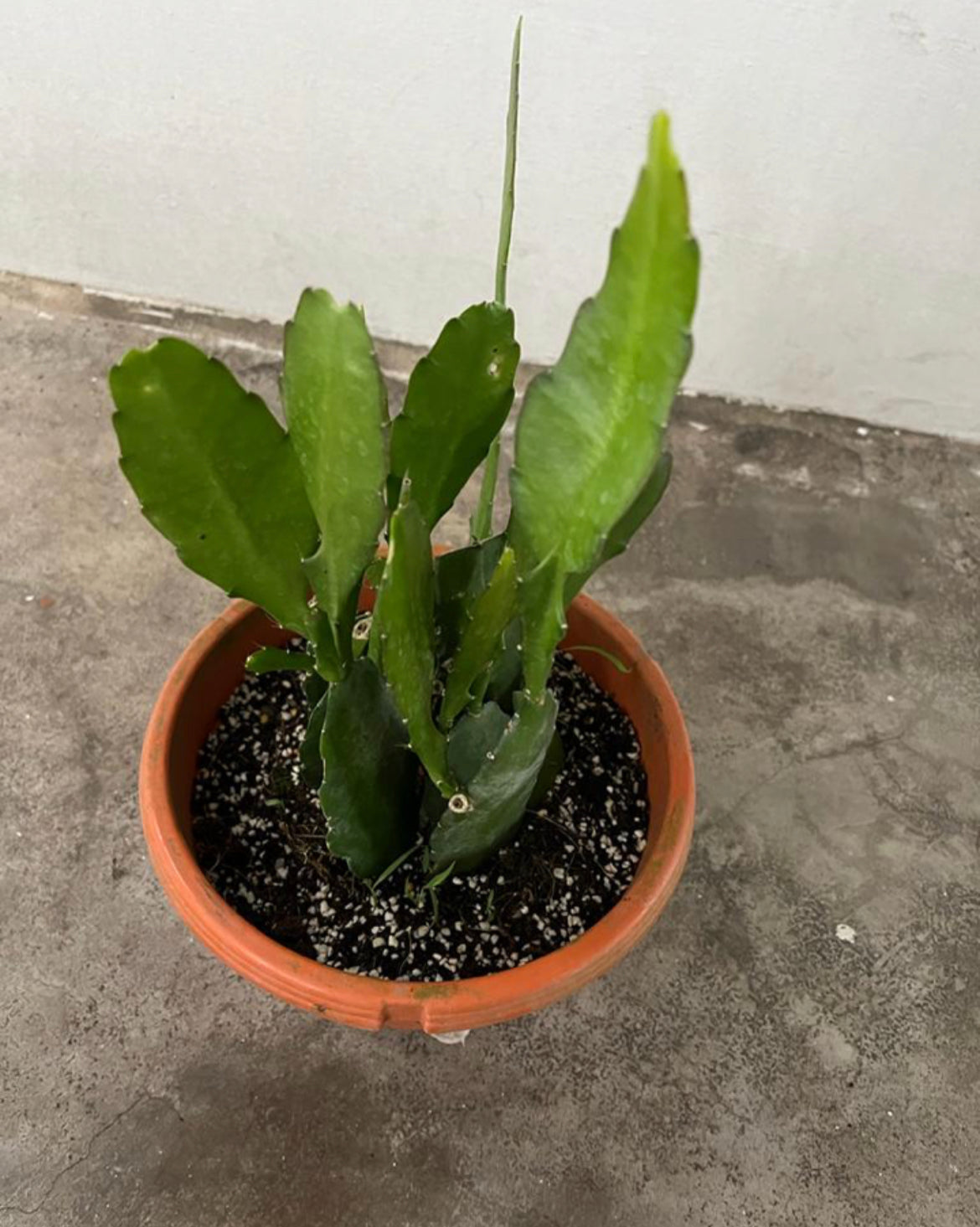 Epiphyllum Oxypetalum, Queen of the Night Red (0.3m)