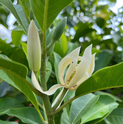 Magnolia Champaca (1.2m)