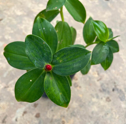 Bundle Of 5 - Costus Woodsonii In Bag (0.3m)