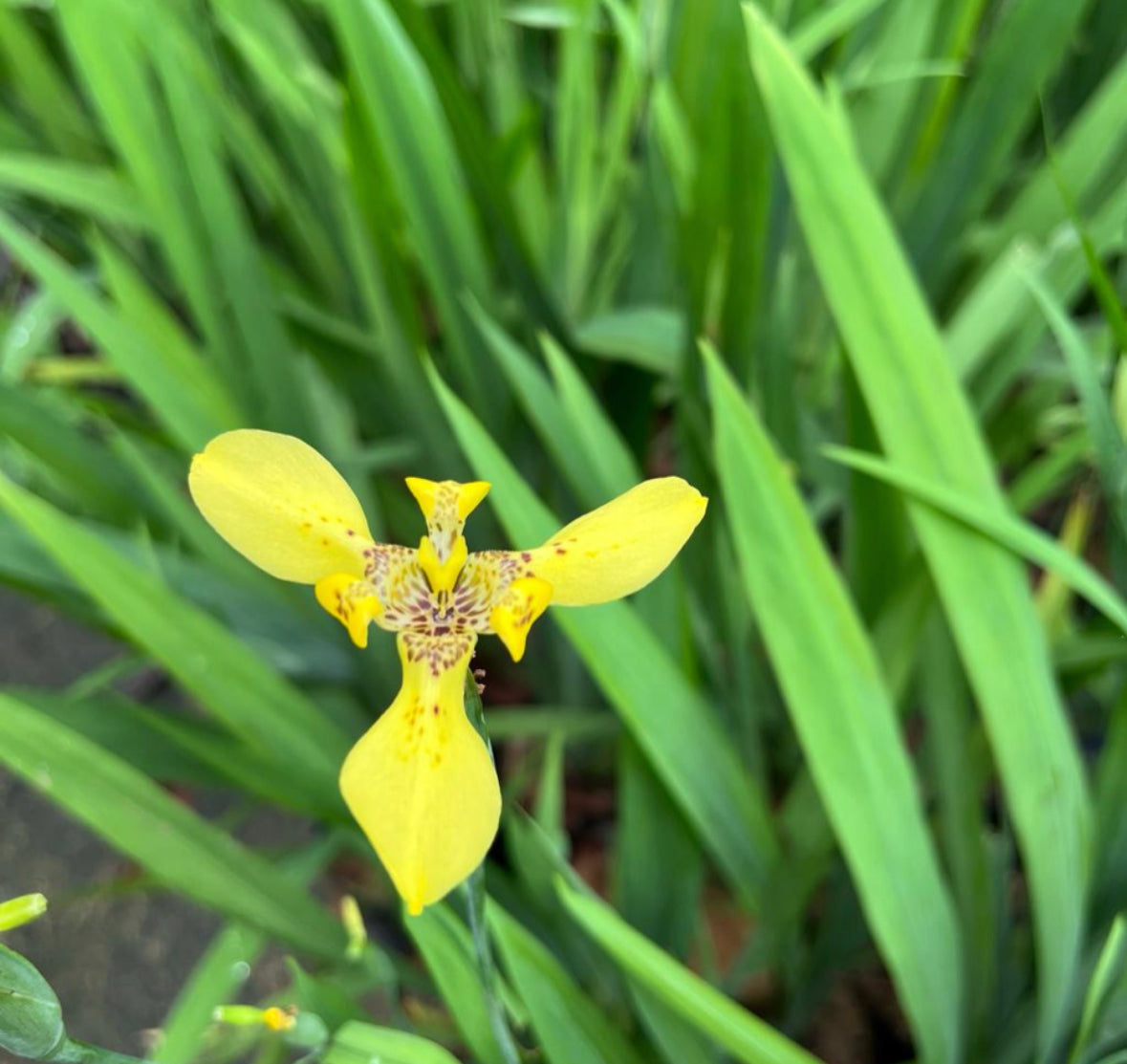 Bundle Of 5 - Iris Pseudacorus, Yellow Iris (0.3m)