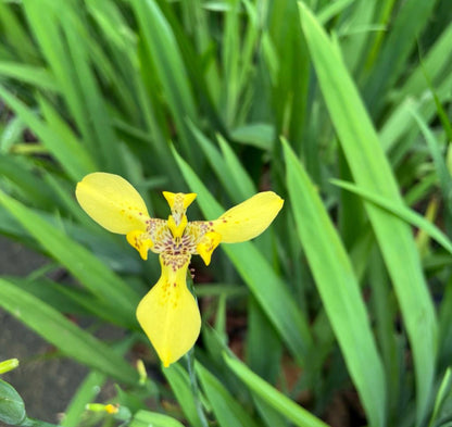 Bundle Of 5 - Iris Pseudacorus, Yellow Iris (0.3m)