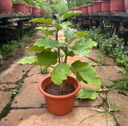 Eggplant (0.5m)