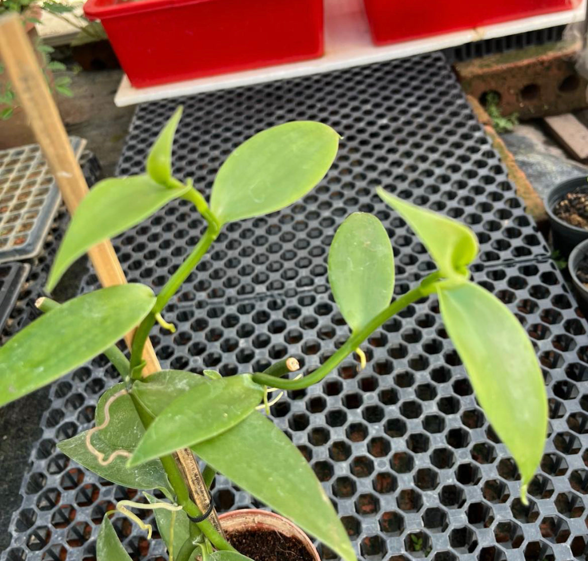 Vanilla planifolia Andrews (0.4m)