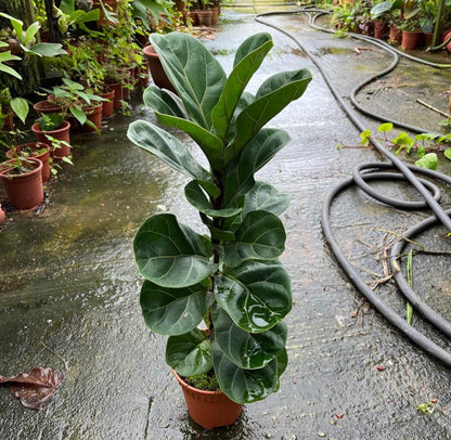 Ficus Lyrata (0.65m)