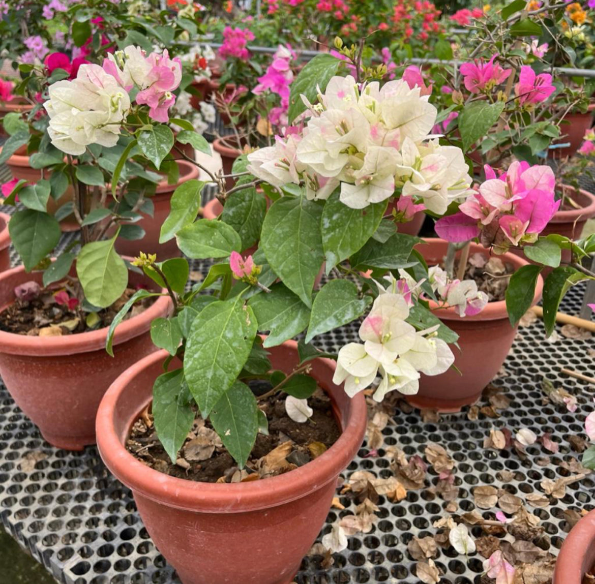 Bougainvillea 'Elizabeth Doxey' (0.6m)