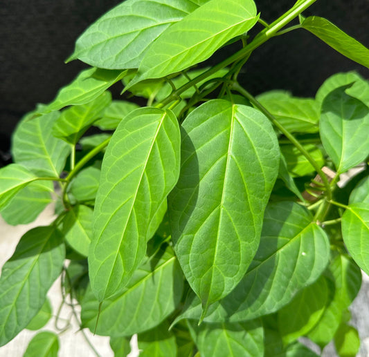 Stephanotis Volubilis, Madagascar jasmine (0.6m)