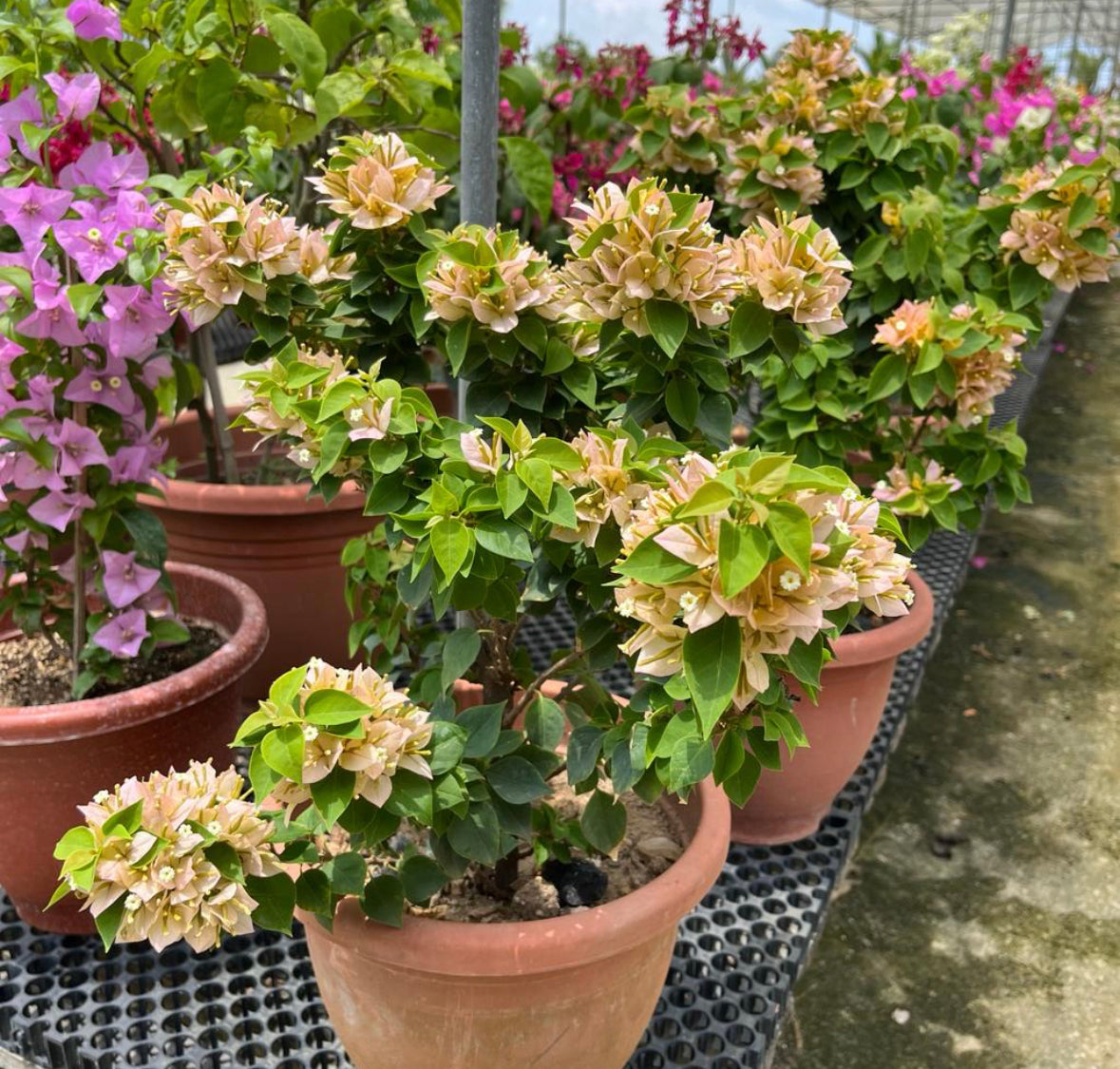 Bougainvillea 'Sunvillea Cream' (0.5m)