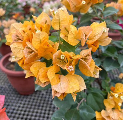 Bougainvillea 'California Gold' (0.55m)