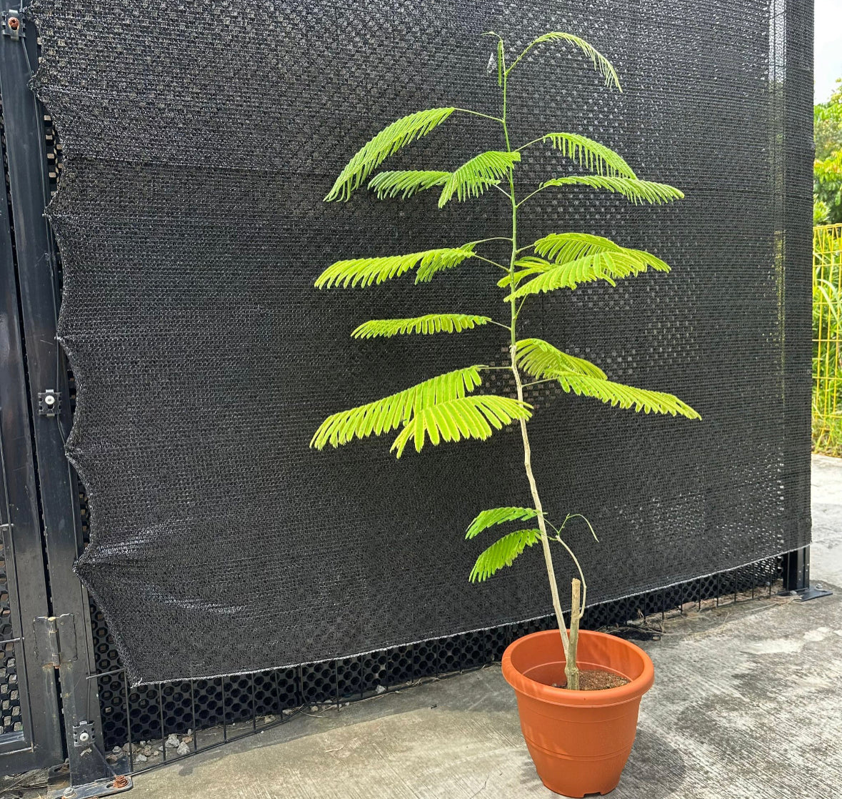 Senegalia Pennata, Climbing Wattle (1.2m)