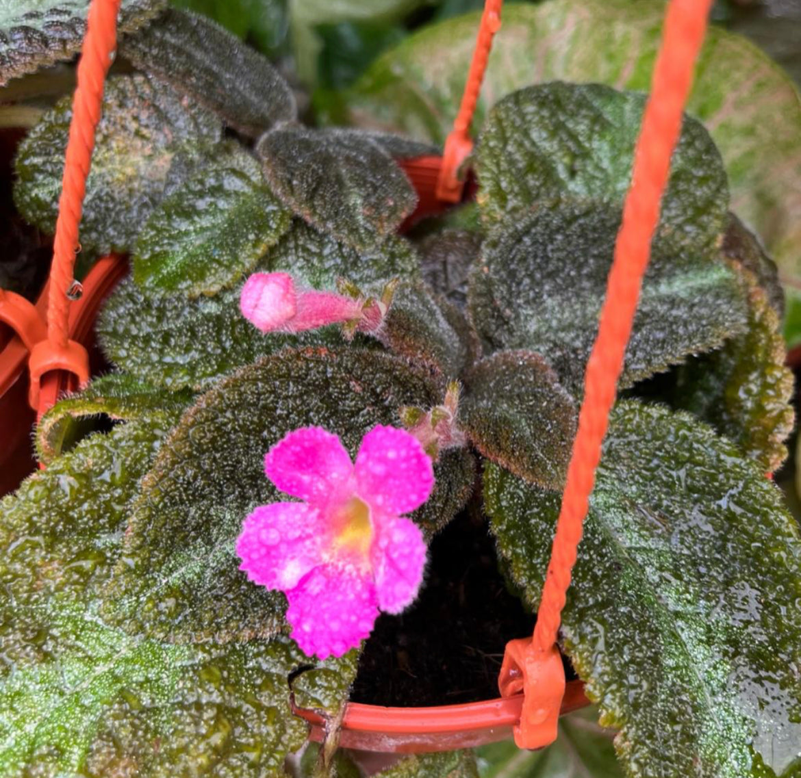 Episcia Cupreata (0.2m)