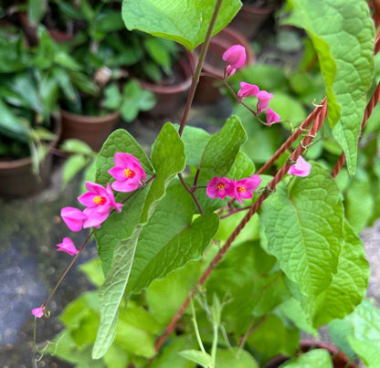 Coral Vine (0.4m) (Hanging)