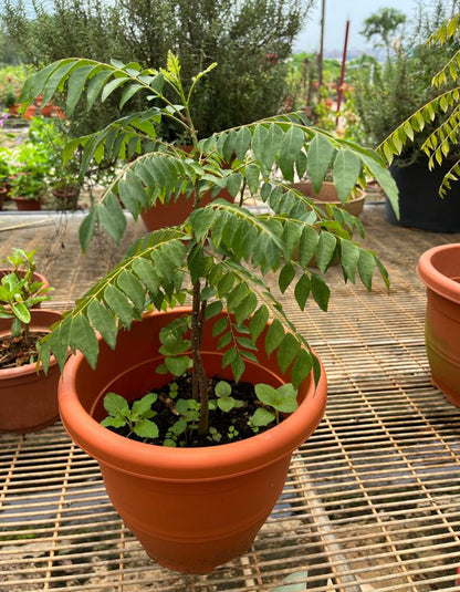 Murraya Koenigii, Curry Tree (0.5m)