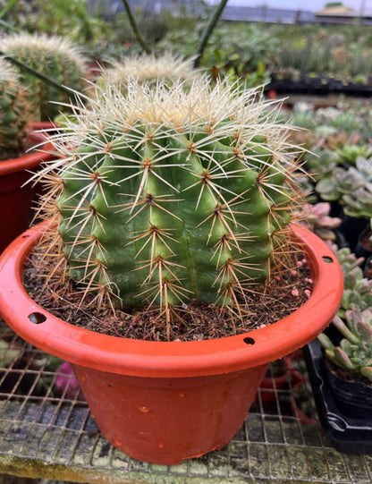 Echinocactus Grusonii , Golden Barrel Cactus (0.25m)