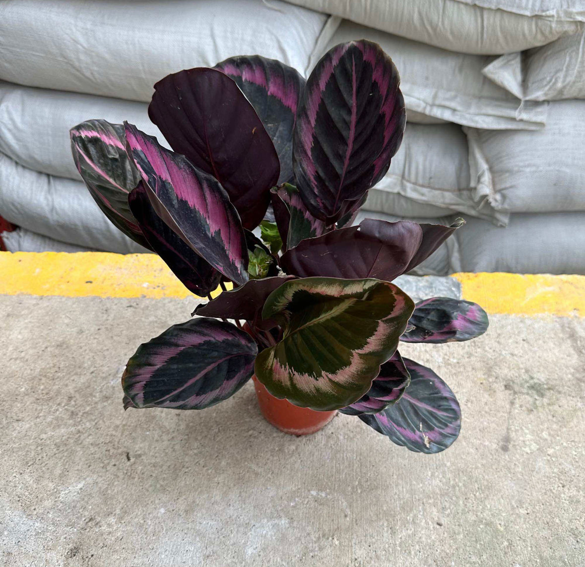 Calathea Roseopicta 'Dottie' (0.4m)